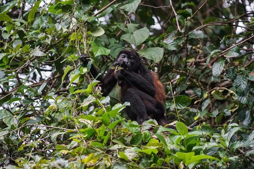 Mantled Howler monkey 2