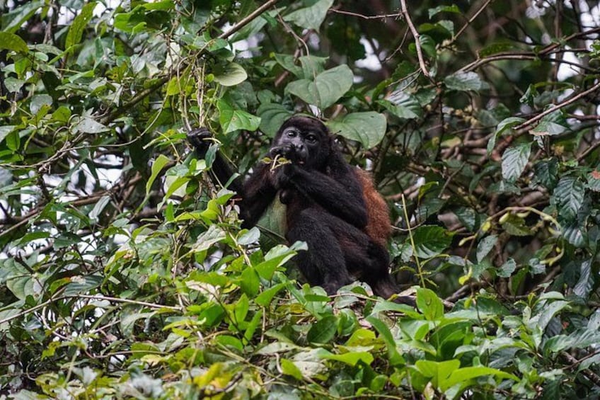 Mantled Howler monkey 3