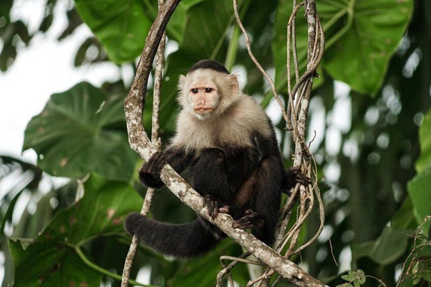 White-faced Capuchin Monkey in the Gatun Lake 2