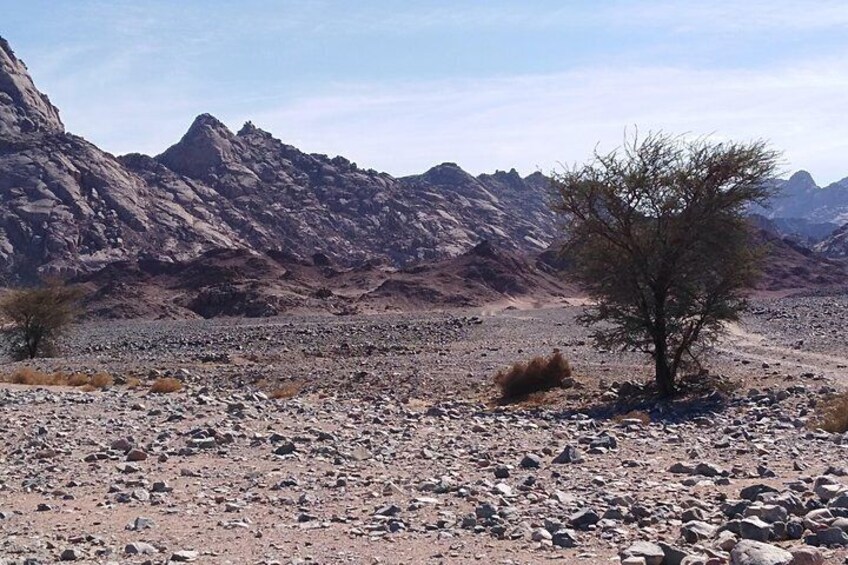 A rocky desert landscape with sparse vegetation and mountains in the background. 3