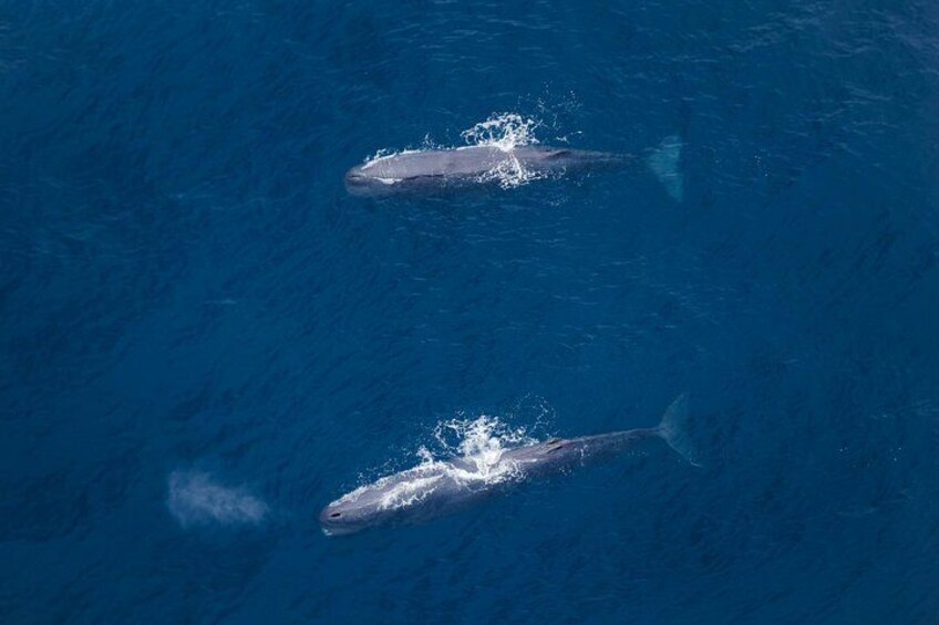 Dos ballenas nadando en el océano. 5