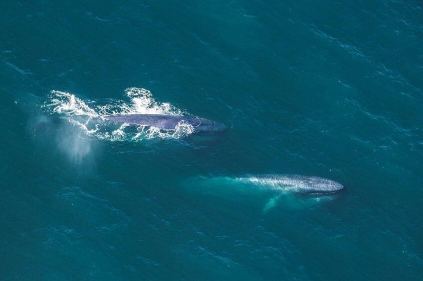 Dos ballenas nadando en el océano. 2