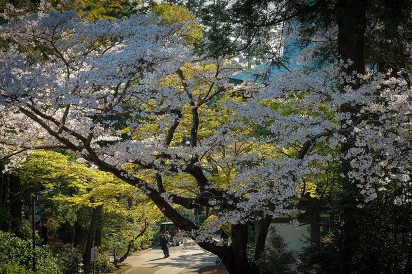 Springtime at Engakuji 4