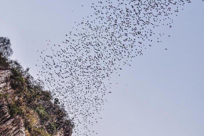 A flock of birds flying in a diagonal formation against a clear sky. 5