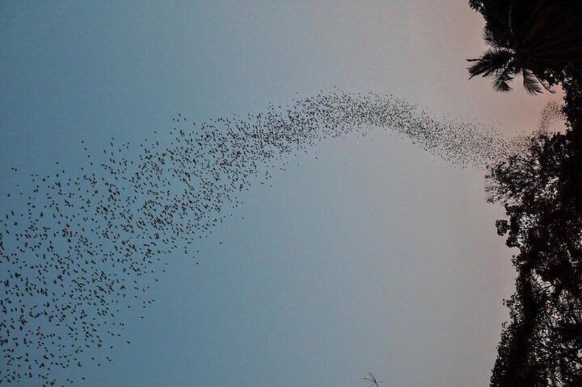 A flock of birds flying in a V-formation against a clear sky. 3