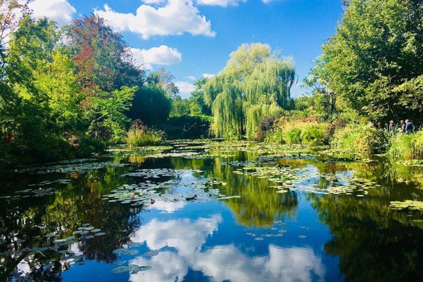 Lily Pond 1