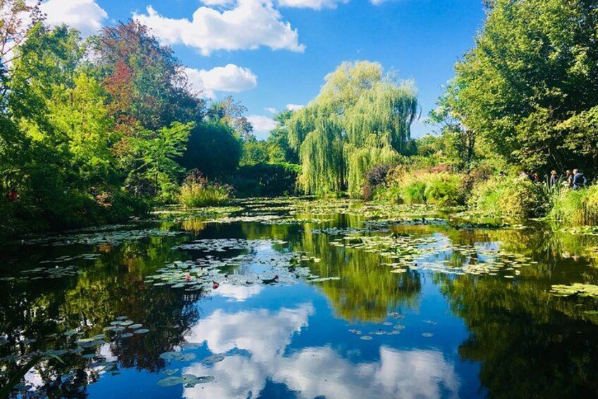 A pond with lily pads, surrounded by trees and greenery under a clear sky. 1