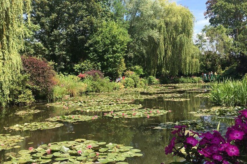 Water Lily Pont 2