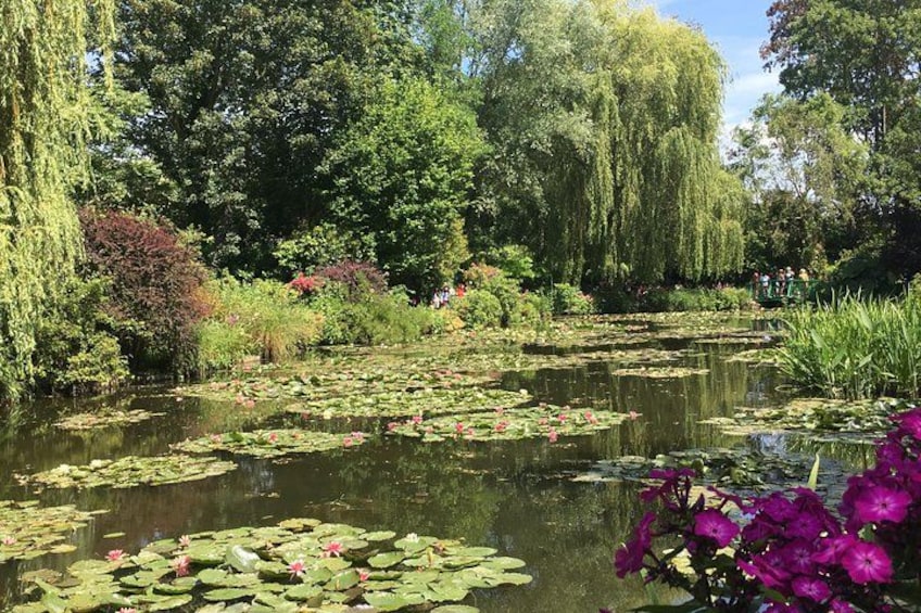 A pond with lily pads and water lilies, surrounded by lush greenery and trees. 2