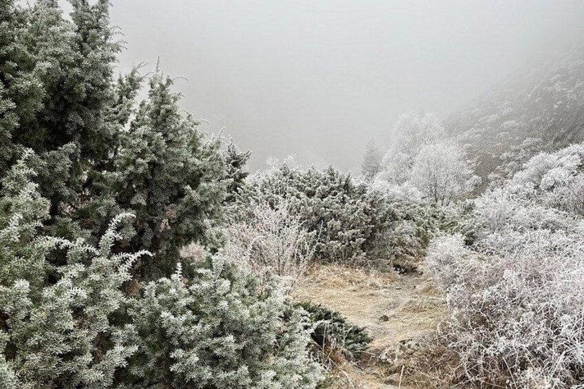 Un paisaje nevado con densos árboles de hoja perenne y una atmósfera brumosa. 1