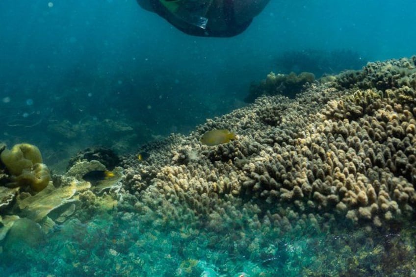 An underwater scene with a diver, coral formations, and marine life. 2