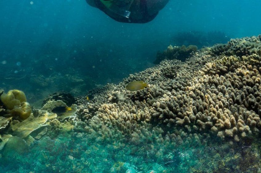 Magnetic Island Discovery Tour with Snorkeling & Paddle Boarding 3