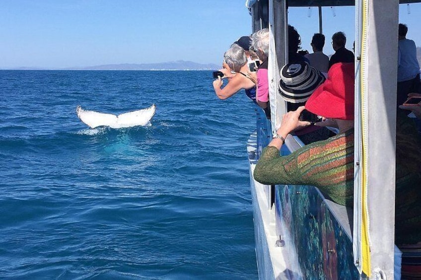 Magnetic Island Discovery Tour with Snorkeling & Paddle Boarding 4