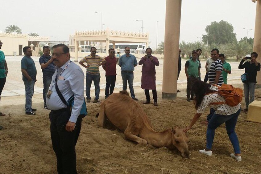 Royal Camel Farm