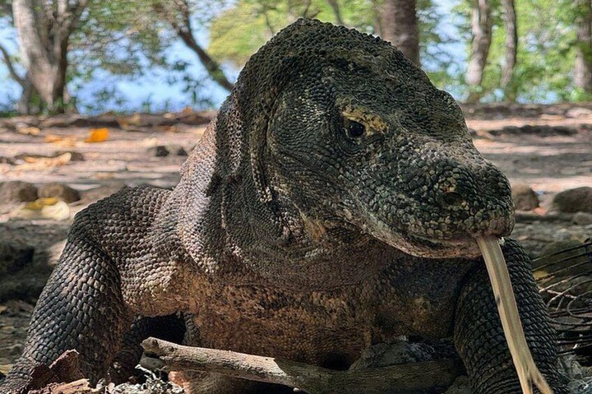 A large monitor lizard in a natural setting with trees and rocks. 5