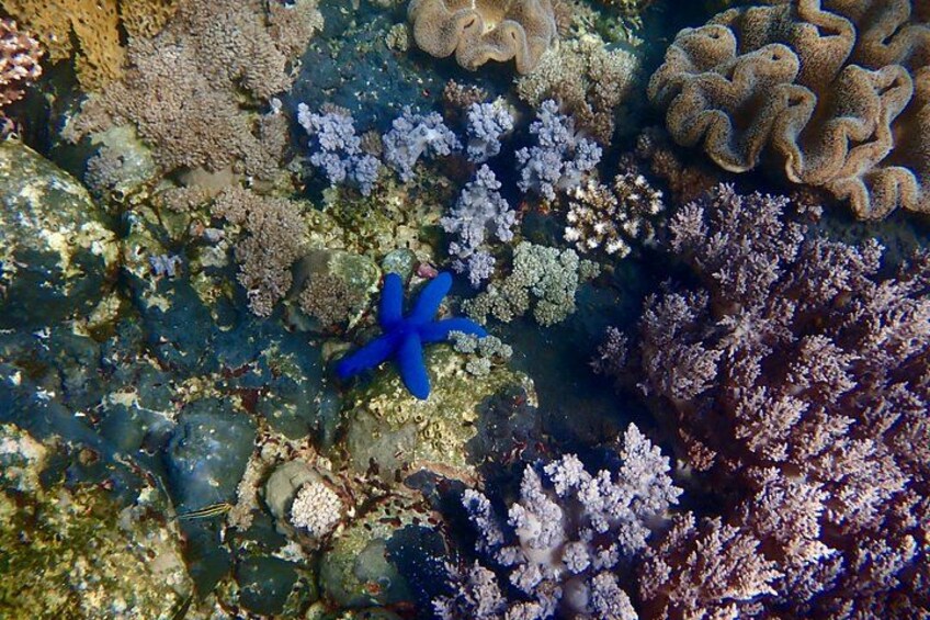 Une étoile de mer bleue sur un récif corallien, avec différentes sortes de formations coralliennes. 2