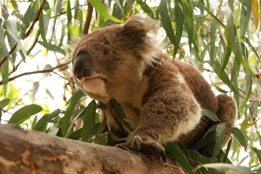 Get up close with a Koala