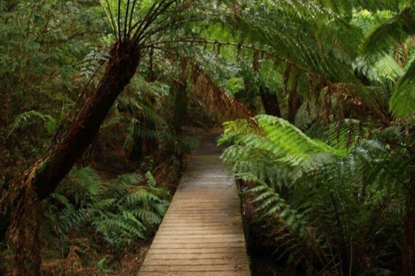 Eucalyptus Forest Walk