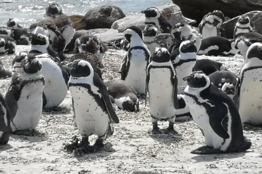 A group of penguins on a rocky beach. 1