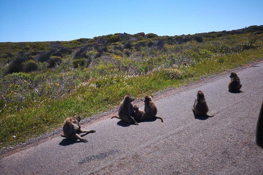Baboons Cape of Good Hope 5