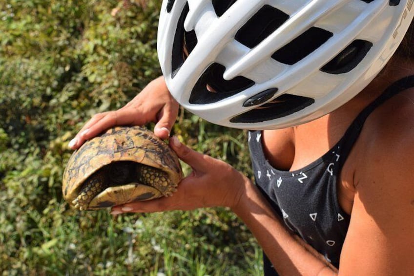 The Pontic Wildlife 3
