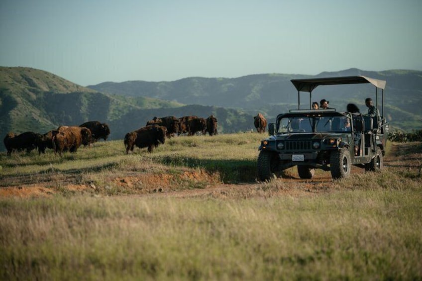 Catalina Island Bison Expedition 1