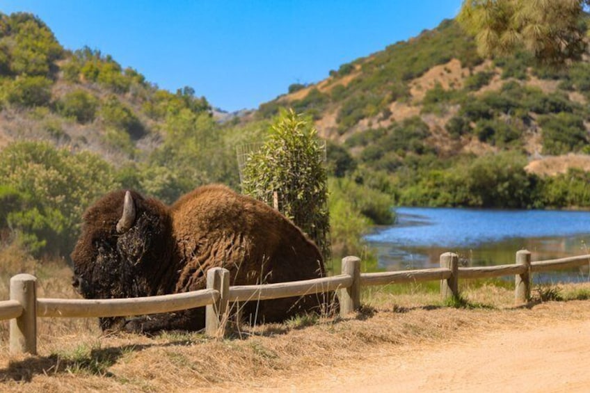 Catalina Island Bison Expedition 5