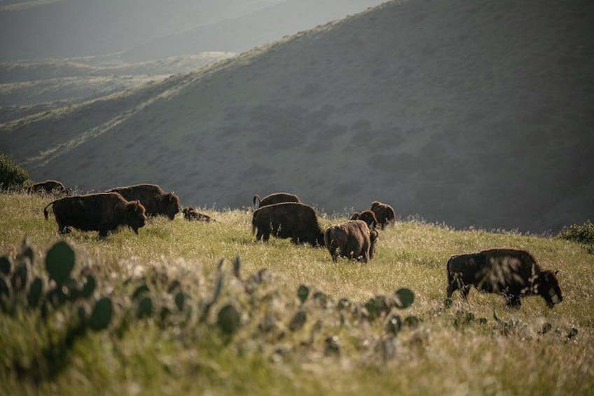 A herd of cattle grazing on a grassy hillside with a mountainous backdrop. 2