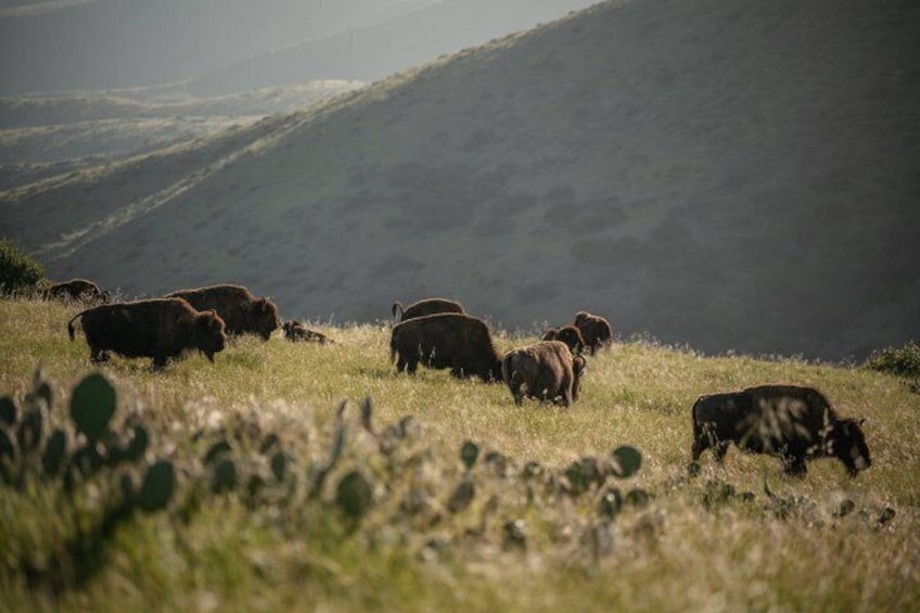 Catalina Island Bison Expedition 3