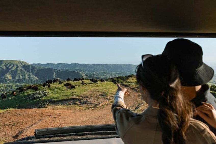 Catalina Island Bison Expedition 2