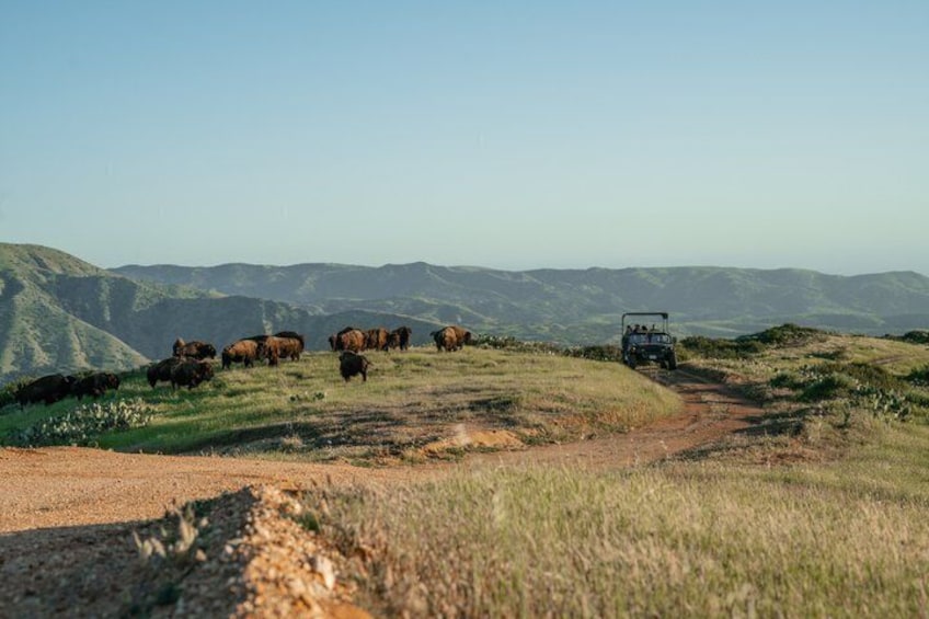 Catalina Island Bison Expedition 4