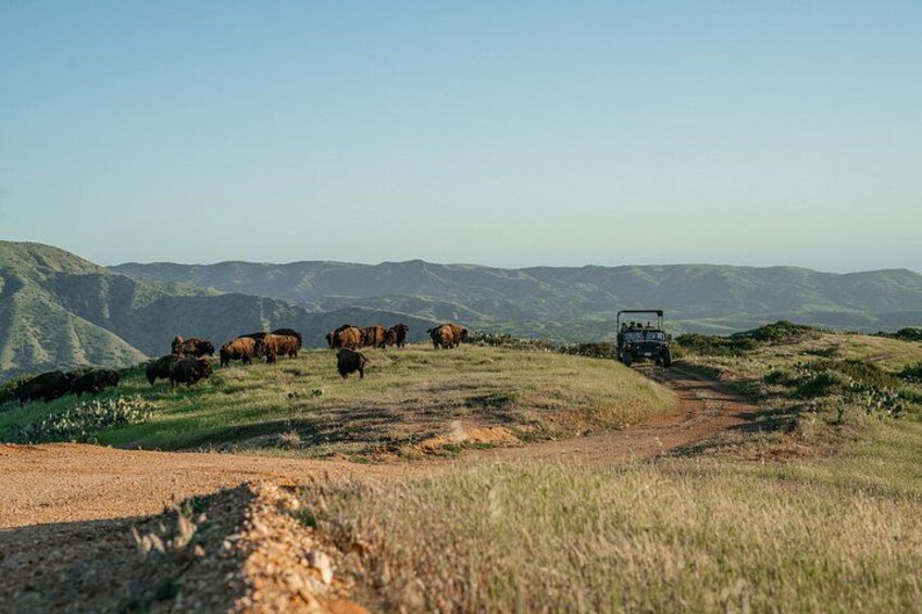 A herd of bison grazing on a hillside with a jeep in the background. 3