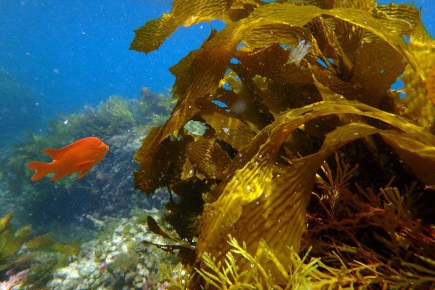 Undersea Expedition: Catalina Island Tour 3