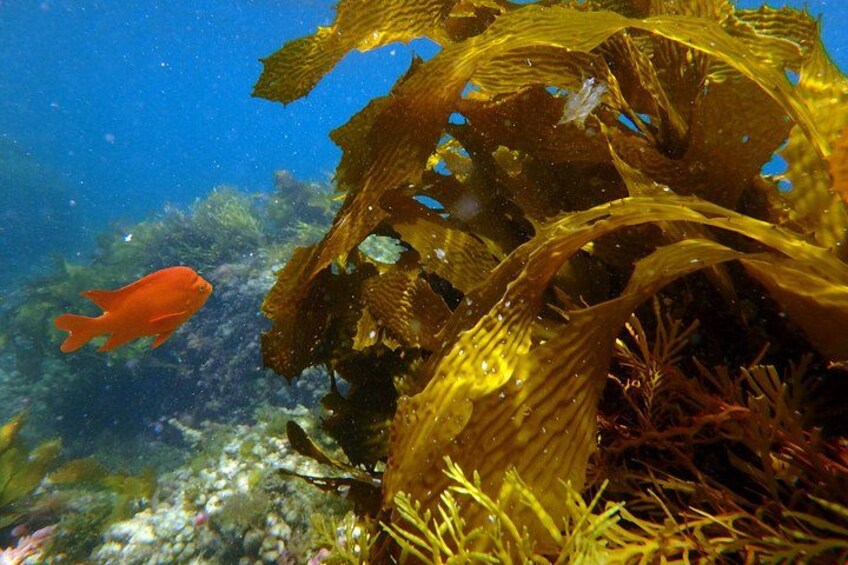 Undersea Expedition: Catalina Island Tour 2