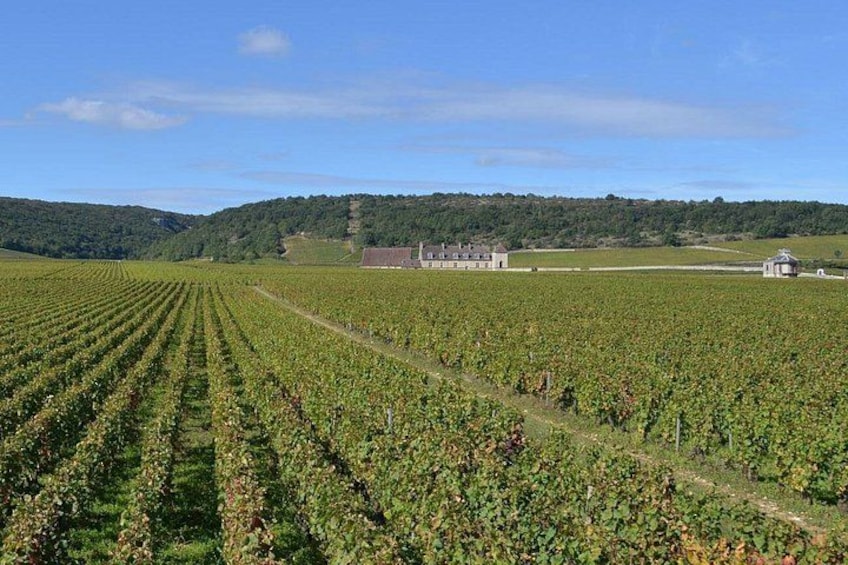 Small-Group Full-Day Tour of Côte de Nuits, Côte de Beaune Vineyards and Beaune Historical District 3