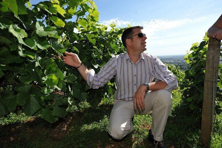 Small group Burgundy tour of Beaune with Wine Tasting from Dijon 2