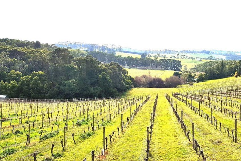 Luxury Private & Customised Yarra Valley Wine Tour 5