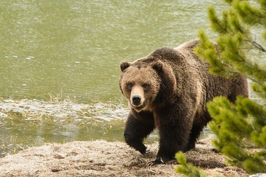 Un ours marchant sur une plage de sable près de l’eau. 2