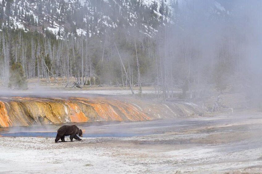 Private Yellowstone Wildlife Sightseeing Tour