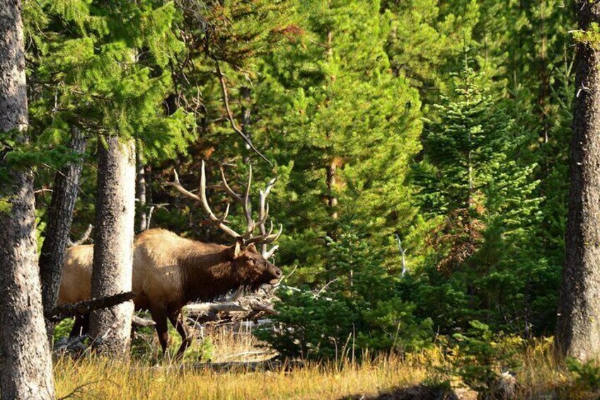 Bull Elk, Yellowstone National Park