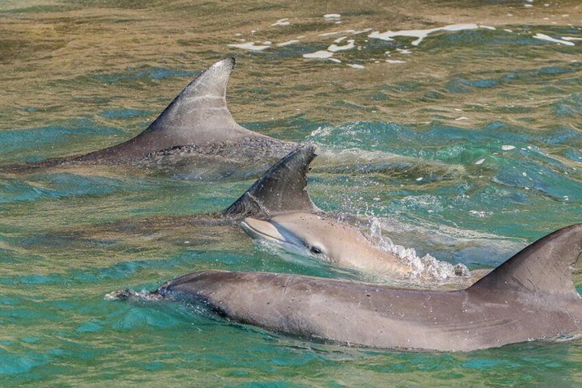Three dolphins swimming in clear water. 5