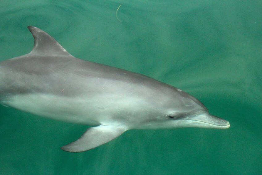 A dolphin swimming in clear water. 2