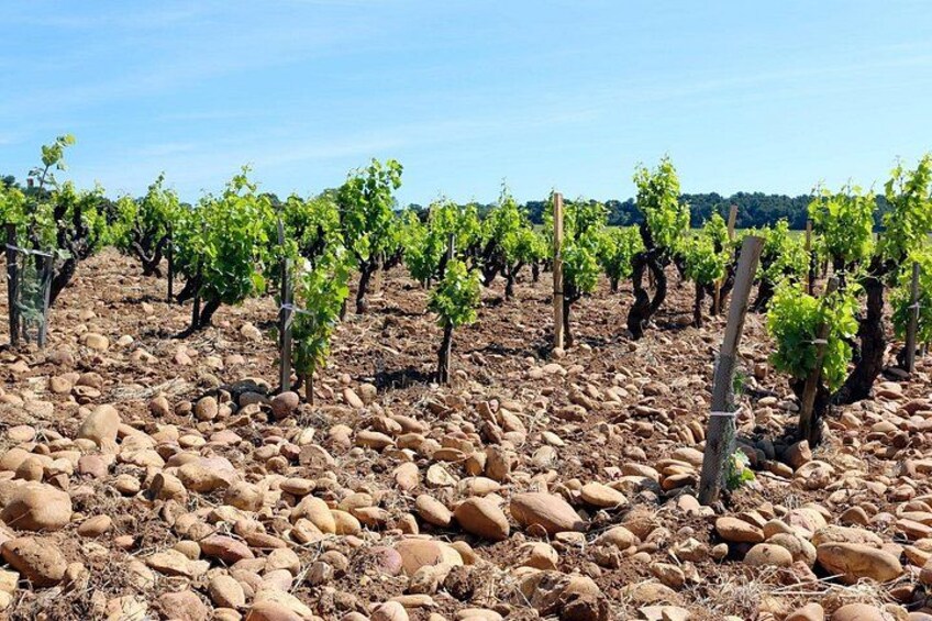 Two intensive days visiting the most famous vineyards of the Châteauneuf-du-Pape & Rhône valley appellation with lunch at two local restaurants with wine paring. 3