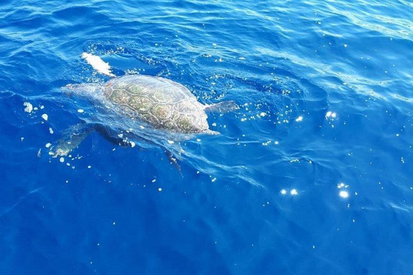 Sea turtle 5