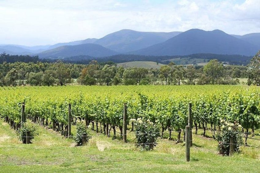 Domaine Chandon Vineyard 4