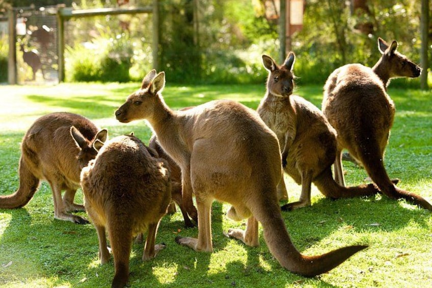 Healesville Sanctuary Kangaroos 1