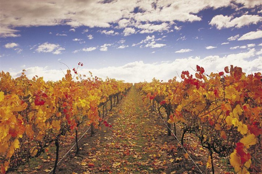 Autumnal Vineyard View 3