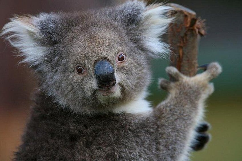 Healesville Sanctuary Koala 3