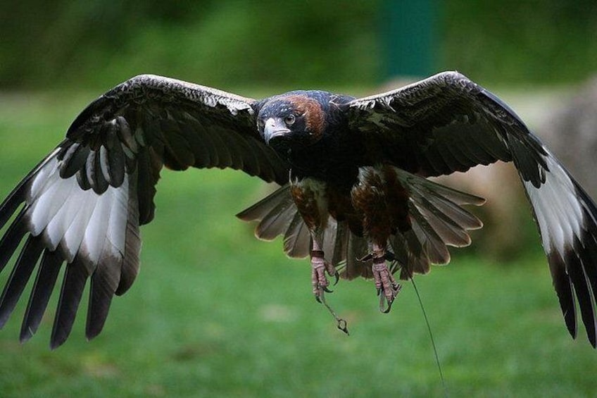 Healesville Sanctuary
Wedge Tailed Eagle 2