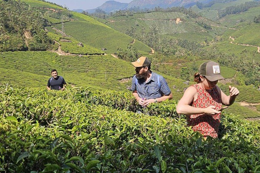 Mountain Hiking in Munnar (half day) By Munnar Info 2